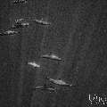 Spinner dolphin (Stenella longirostris), photo taken in Maldives, Male Atoll, South Male Atoll, Gulhi Corner
