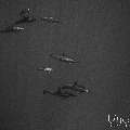 Spinner dolphin (Stenella longirostris), photo taken in Maldives, Male Atoll, South Male Atoll, Gulhi Corner
