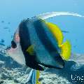 Schooling Bannerfish (Heniochus diphreutes), photo taken in Maldives, Male Atoll, South Male Atoll, Gulhi Corner