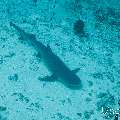 White Tip Reefshark (Triaenodon obesus), photo taken in Maldives, Male Atoll, South Male Atoll, Gulhi Corner