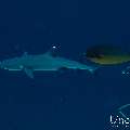 White Tip Reefshark (Triaenodon obesus), photo taken in Maldives, Male Atoll, South Male Atoll, Gulhi Corner
