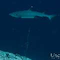 White Tip Reefshark (Triaenodon obesus), photo taken in Maldives, Male Atoll, South Male Atoll, Gulhi Corner