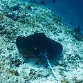 Mangrove Whipray (Urogymnus granulatus), photo taken in Maldives, Male Atoll, South Male Atoll, Gulhi Corner