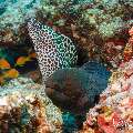 Giant Moray (Gymnothorax javanicus), Honeycomb Moray (Gymnothorax favagineus), photo taken in Maldives, Male Atoll, South Male Atoll, Gulhi Corner