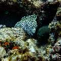 Giant Moray (Gymnothorax javanicus), Honeycomb Moray (Gymnothorax favagineus), photo taken in Maldives, Male Atoll, South Male Atoll, Gulhi Corner