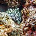 Giant Moray (Gymnothorax javanicus), Honeycomb Moray (Gymnothorax favagineus), photo taken in Maldives, Male Atoll, South Male Atoll, Gulhi Corner