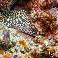 Giant Moray (Gymnothorax javanicus), Honeycomb Moray (Gymnothorax favagineus), photo taken in Maldives, Male Atoll, South Male Atoll, Gulhi Corner