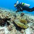, photo taken in Maldives, Male Atoll, South Male Atoll, Gulhi Corner