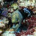, photo taken in Maldives, Male Atoll, South Male Atoll, Gulhi Corner