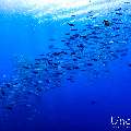 , photo taken in Maldives, Male Atoll, South Male Atoll, Gulhi Corner