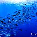 , photo taken in Maldives, Male Atoll, South Male Atoll, Gulhi Corner