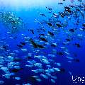 , photo taken in Maldives, Male Atoll, South Male Atoll, Gulhi Corner