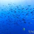 , photo taken in Maldives, Male Atoll, South Male Atoll, Gulhi Corner
