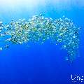 , photo taken in Maldives, Male Atoll, South Male Atoll, Gulhi Corner