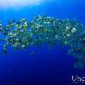 , photo taken in Maldives, Male Atoll, South Male Atoll, Gulhi Corner