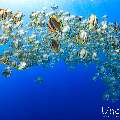 , photo taken in Maldives, Male Atoll, South Male Atoll, Gulhi Corner