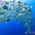 , photo taken in Maldives, Male Atoll, South Male Atoll, Gulhi Corner