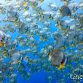 , photo taken in Maldives, Male Atoll, South Male Atoll, Gulhi Corner