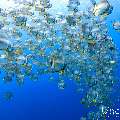 , photo taken in Maldives, Male Atoll, South Male Atoll, Gulhi Corner