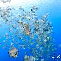 , photo taken in Maldives, Male Atoll, South Male Atoll, Gulhi Corner