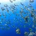 , photo taken in Maldives, Male Atoll, South Male Atoll, Gulhi Corner