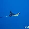 Ocellated eagle ray (Aetobatus ocellatus), photo taken in Maldives, Male Atoll, South Male Atoll, Gulhi Corner