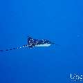 Ocellated eagle ray (Aetobatus ocellatus), photo taken in Maldives, Male Atoll, South Male Atoll, Gulhi Corner