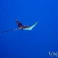 Ocellated eagle ray (Aetobatus ocellatus), photo taken in Maldives, Male Atoll, South Male Atoll, Gulhi Corner