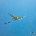 Ocellated eagle ray (Aetobatus ocellatus), photo taken in Maldives, Male Atoll, South Male Atoll, Gulhi Corner