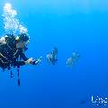 , photo taken in Maldives, Male Atoll, South Male Atoll, Gulhi Corner