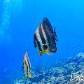 , photo taken in Maldives, Male Atoll, South Male Atoll, Gulhi Corner