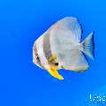 , photo taken in Maldives, Male Atoll, South Male Atoll, Gulhi Corner