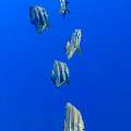 , photo taken in Maldives, Male Atoll, South Male Atoll, Gulhi Corner
