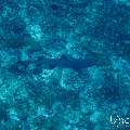 White Tip Reefshark (Triaenodon obesus), photo taken in Maldives, Male Atoll, South Male Atoll, Cocoa Thila