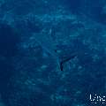 Grey Reefshark (Carcharhinus amblyrhynchos), photo taken in Maldives, Male Atoll, South Male Atoll, Cocoa Thila