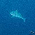 Grey Reefshark (Carcharhinus amblyrhynchos), photo taken in Maldives, Male Atoll, South Male Atoll, Cocoa Thila