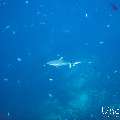 Grey Reefshark (Carcharhinus amblyrhynchos), photo taken in Maldives, Male Atoll, South Male Atoll, Cocoa Thila