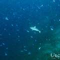 Grey Reefshark (Carcharhinus amblyrhynchos), photo taken in Maldives, Male Atoll, South Male Atoll, Cocoa Thila