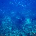 Grey Reefshark (Carcharhinus amblyrhynchos), photo taken in Maldives, Male Atoll, South Male Atoll, Cocoa Thila