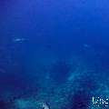 Grey Reefshark (Carcharhinus amblyrhynchos), photo taken in Maldives, Male Atoll, South Male Atoll, Cocoa Thila