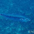 Dogtooth Tuna (Gymnosarda unicolor), photo taken in Maldives, Male Atoll, South Male Atoll, Cocoa Thila