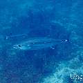 Dogtooth Tuna (Gymnosarda unicolor), photo taken in Maldives, Male Atoll, South Male Atoll, Cocoa Thila