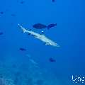 White Tip Reefshark (Triaenodon obesus), photo taken in Maldives, Male Atoll, South Male Atoll, Cocoa Thila