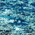 White Tip Reefshark (Triaenodon obesus), photo taken in Maldives, Male Atoll, South Male Atoll, Cocoa Thila