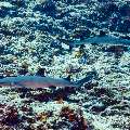 White Tip Reefshark (Triaenodon obesus), photo taken in Maldives, Male Atoll, South Male Atoll, Cocoa Thila