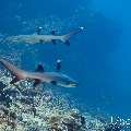 White Tip Reefshark (Triaenodon obesus), photo taken in Maldives, Male Atoll, South Male Atoll, Cocoa Thila