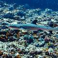 White Tip Reefshark (Triaenodon obesus), photo taken in Maldives, Male Atoll, South Male Atoll, Cocoa Thila