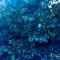 , photo taken in Maldives, Male Atoll, South Male Atoll, Cocoa Thila