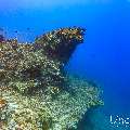 , photo taken in Maldives, Male Atoll, South Male Atoll, Cocoa Thila