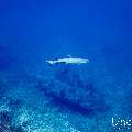 White Tip Reefshark (Triaenodon obesus), photo taken in Maldives, Male Atoll, South Male Atoll, Cocoa Thila